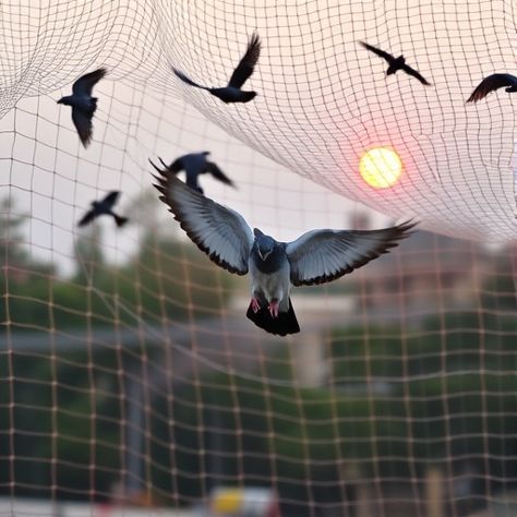 Balcony Bird Netting