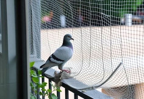 Building Bird Protection Nets