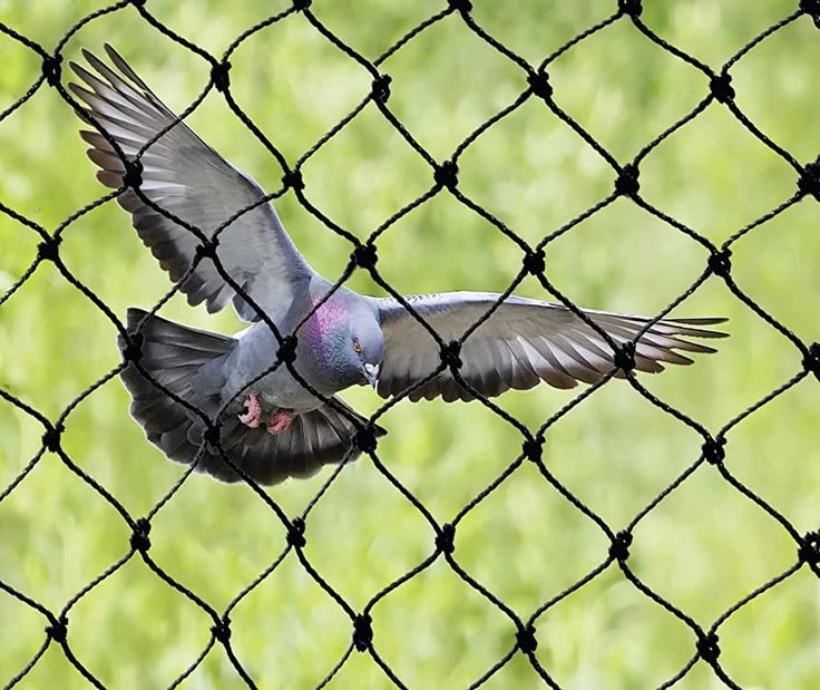 Terrace Bird Nets