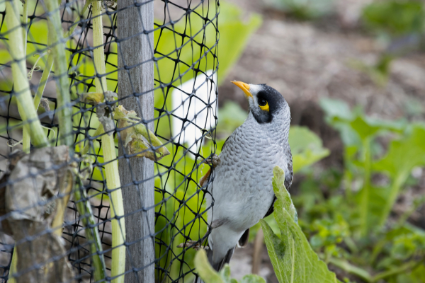 Antibird Nets