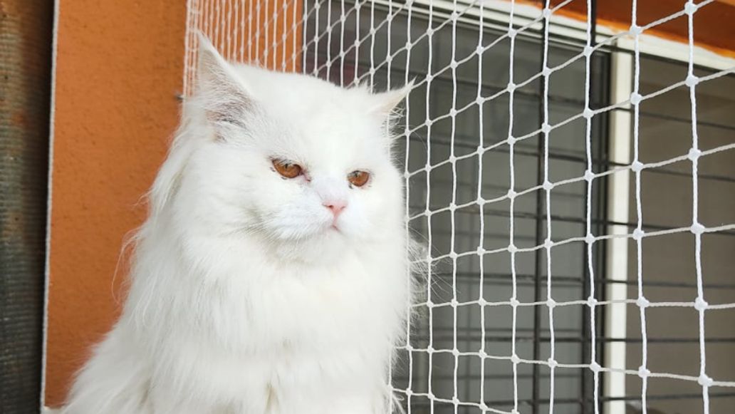 Pet's Safety Nets
