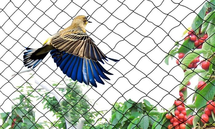 Sparrow Netting Installation
