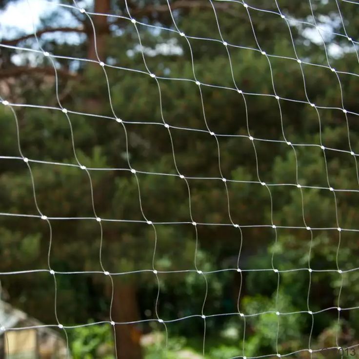 Clear Bird Mesh