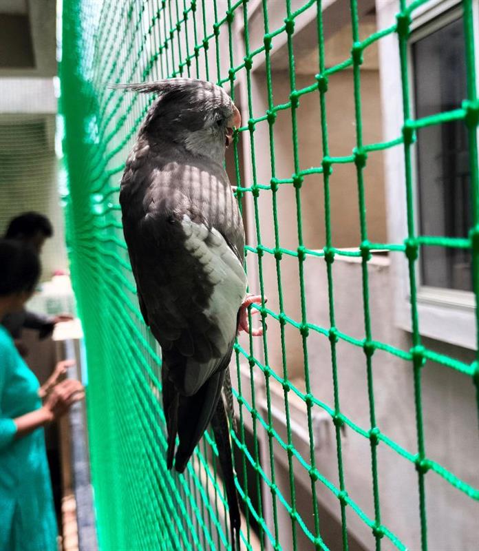 Pigeon Safety Nets