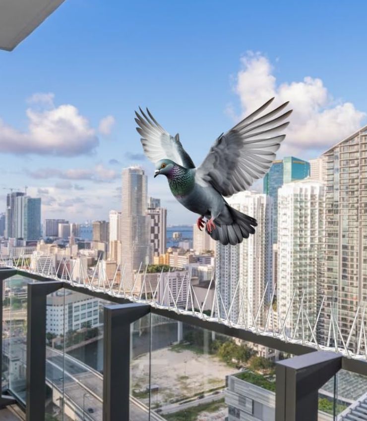Pigeon Spikes
